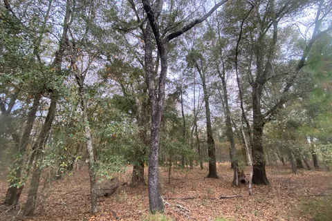 Hidden Forest RV Club