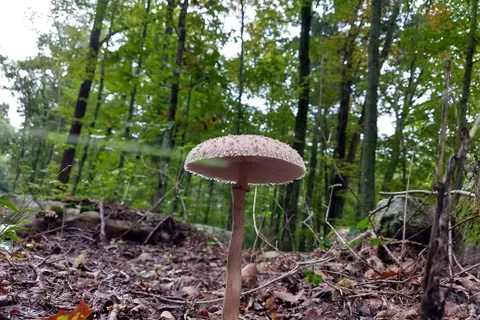 Charlie Brown Campground