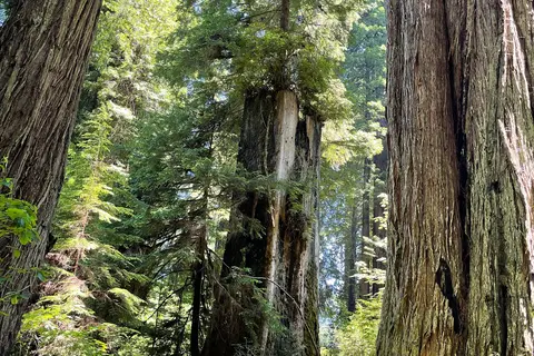 Elk Prairie - Prairie Creek Redwoods State Park