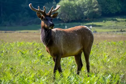 Elk Prairie - Prairie Creek Redwoods State Park