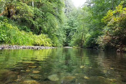 Elk Prairie - Prairie Creek Redwoods State Park