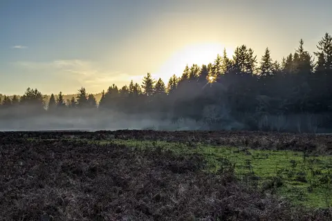Elk Prairie - Prairie Creek Redwoods State Park