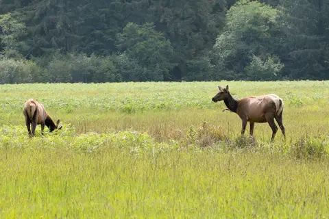 Elk Prairie - Prairie Creek Redwoods State Park