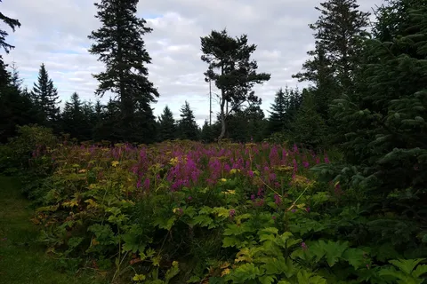 Halibut Campground - Anchor River State Recreation Area