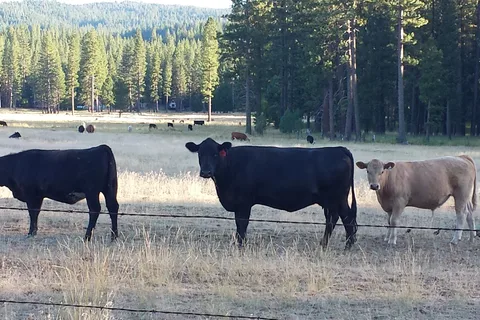 Movin' West RV Park