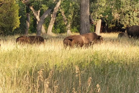 Juniper Campground - Theodore Roosevelt National Park