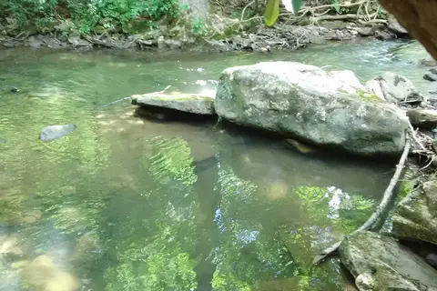 Yough Lake Campground at Tub Run
