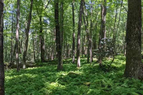 Clear Creek State Park