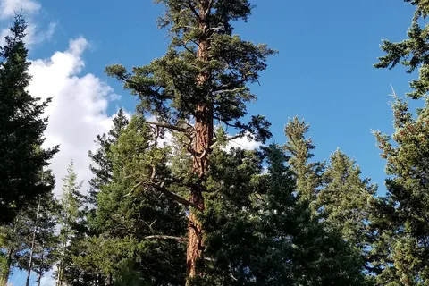 Logan Lake Municipal Campground