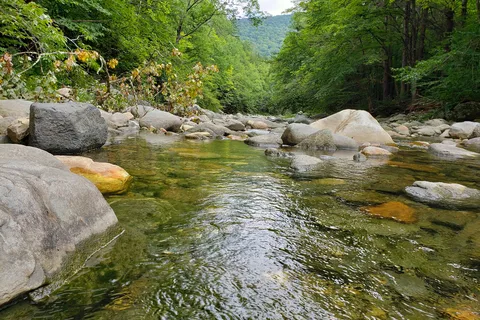 Mohawk Trail State Forest