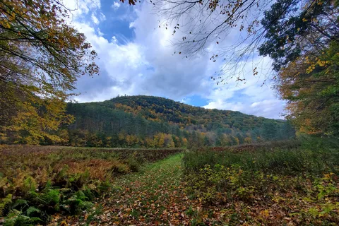 Mohawk Trail State Forest