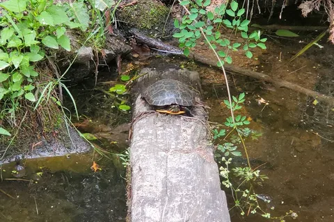 Woodcrest Resort Park