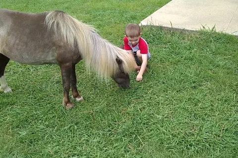 Equestrian - Oak Mountain State Park
