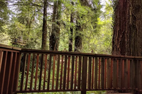 Emerald Forest Cabins and RV