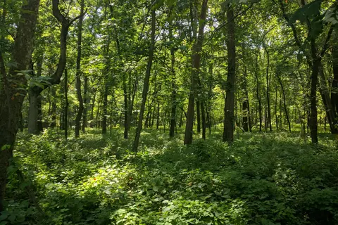 Crowder State Park
