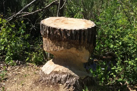 Ten Mile Lake Provincial Park