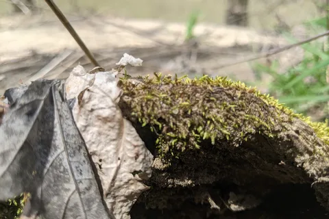 Camp on the Kentucky