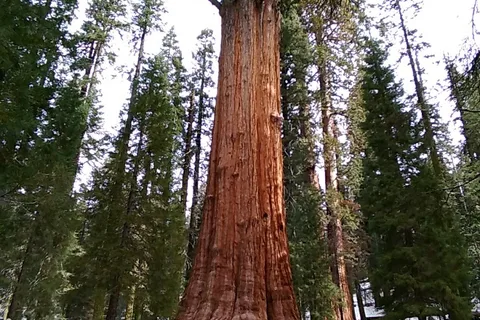 Lodgepole Campground - Sequoia National Park