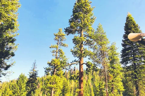 Lodgepole Campground - Sequoia National Park