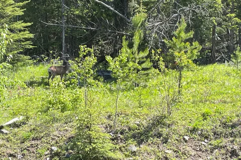 Bridge Lake Provincial Park Campground