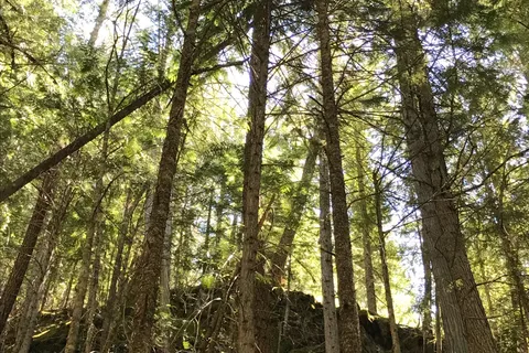 Rosebery Provincial Park