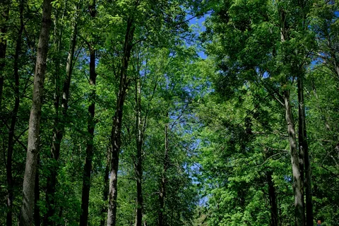 Pine Valley Park Campgroun Resort