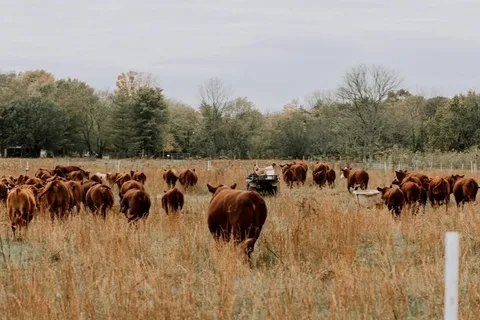 Crossing Creeks Farm