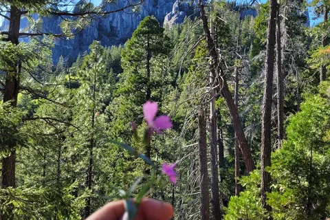 Riverside - Castle Crags State Park