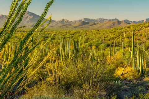Twin Peaks Campground - Organ Pipe Cactus Nat Monument