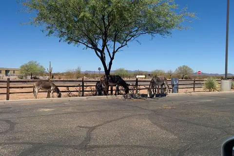 Twin Peaks Campground - Organ Pipe Cactus Nat Monument