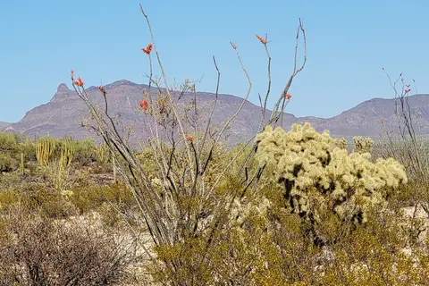 Twin Peaks Campground - Organ Pipe Cactus Nat Monument