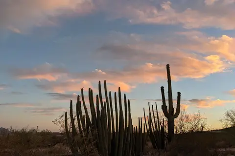 Twin Peaks Campground - Organ Pipe Cactus Nat Monument