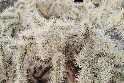 Twin Peaks Campground - Organ Pipe Cactus Nat Monument