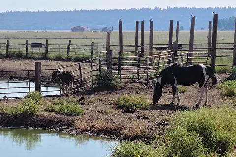 Mormon Lake Lodge RV Park and Campground