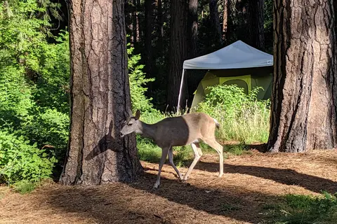 Lower Pines - Yosemite National Park