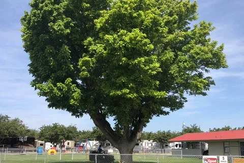 Midessa Oil Patch RV Park
