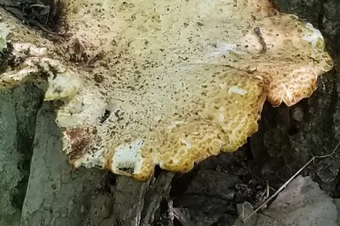 Woodland Hills - Milford State Park