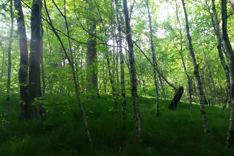 Balsam Mountain Campground - Great Smoky Mountains National Park