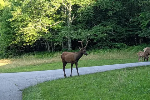 Balsam Mountain Campground - Great Smoky Mountains National Park