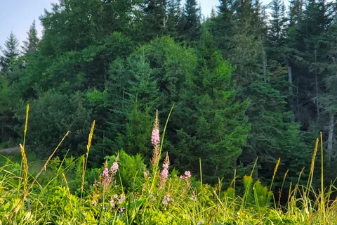 New River Beach Provincial Park