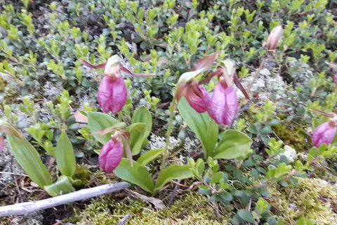 Nut Point - Lac La Ronge Provincial Park