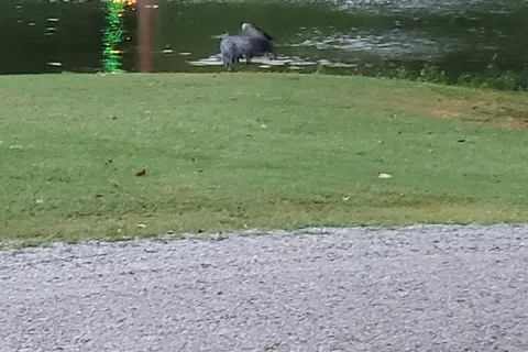 Turkey Creek RV Village