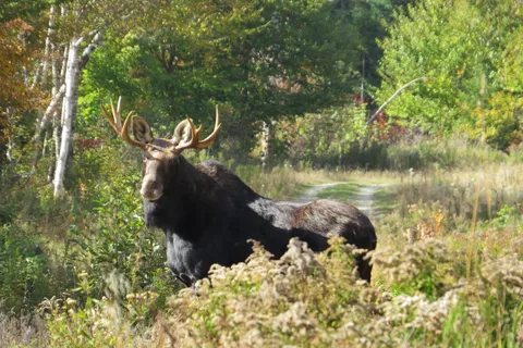 Northern Pride Lodge and Campground