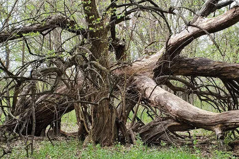 Walnut River Area - El Dorado State Park