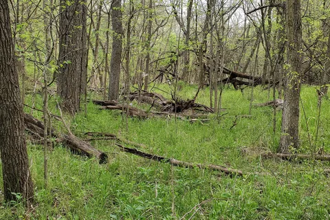 Walnut River Area - El Dorado State Park