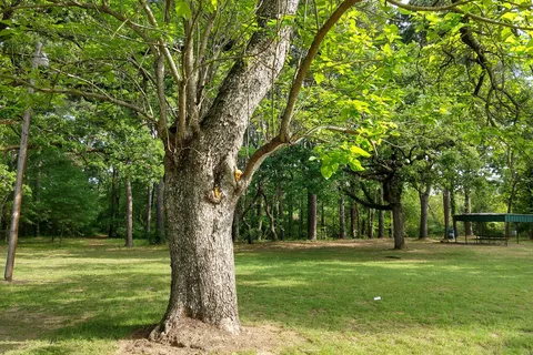 Lake Palestine Gateway RV Park