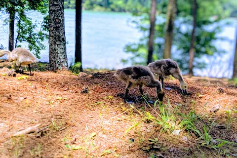 Shoal Creek Campground