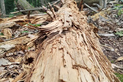 Colonel Denning State Park