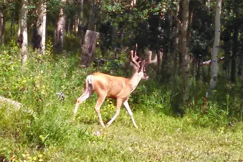 Aspen Acres Campground