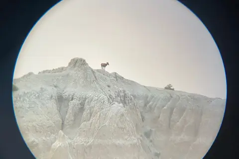 Deer Haven - Badlands National Park